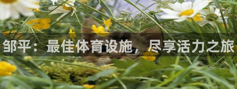 意昂3代理：邹平：最佳体育设施，尽享活力之旅
