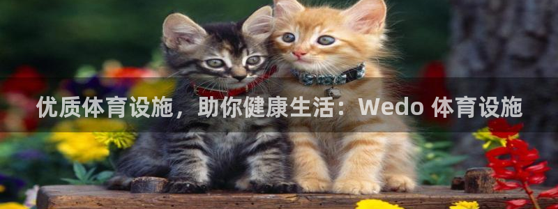 意昂3娱乐网站：优质体育设施，助你健康生活：Wedo