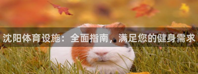 意昂体育3：沈阳体育设施：全面指南，满足您的健身需求
