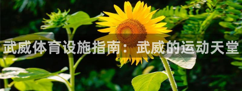意昂3科技：武威体育设施指南：武威的运动天堂